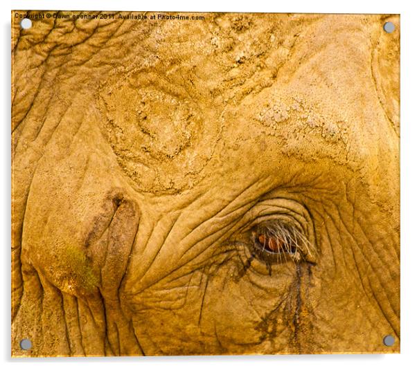 Elephants Eye Acrylic by Dawn O'Connor