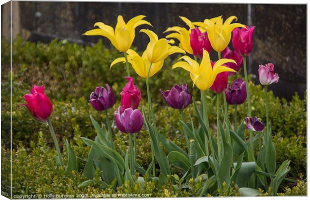 Spring's Symphony: Tulips in Technicolour Canvas Print by Holly Burgess