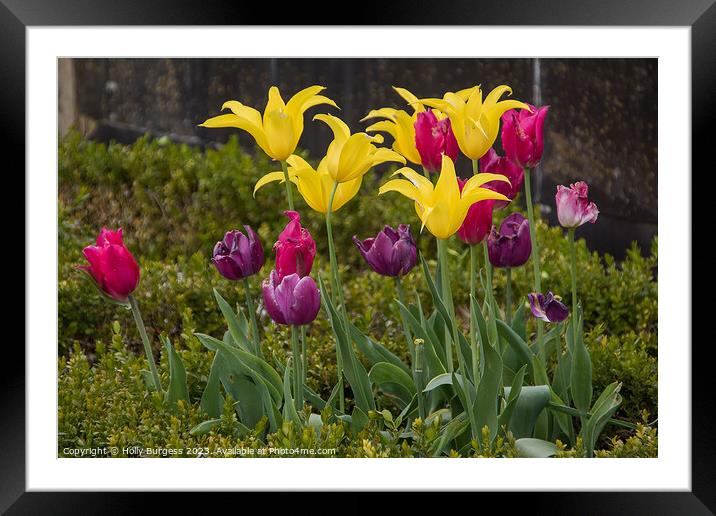 Spring's Symphony: Tulips in Technicolour Framed Mounted Print by Holly Burgess
