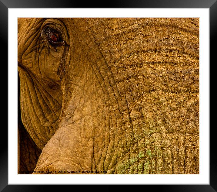 Elephants Eye Framed Mounted Print by Dawn O'Connor