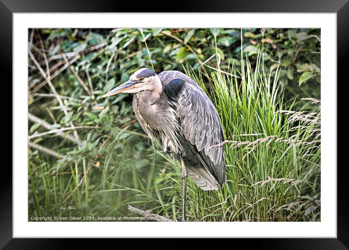 Feathered Solitude Amid Verdant Blades Framed Mounted Print by Ken Oliver