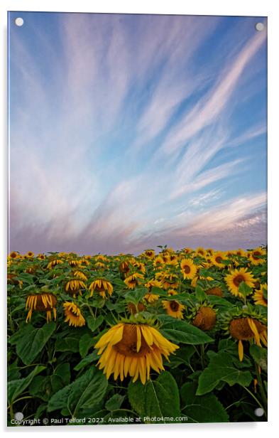 Sunflowers asleep Acrylic by Paul Telford