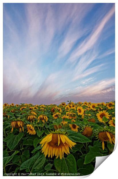 Sunflowers asleep Print by Paul Telford
