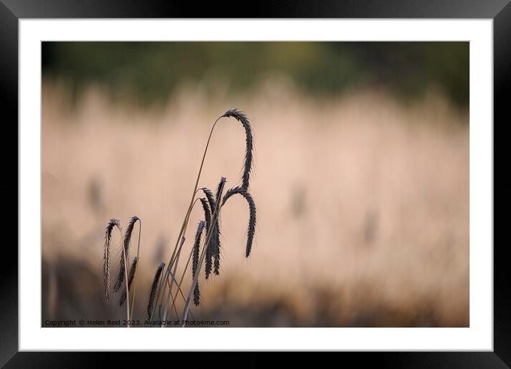 Wheat crop seed heads   Framed Mounted Print by Helen Reid