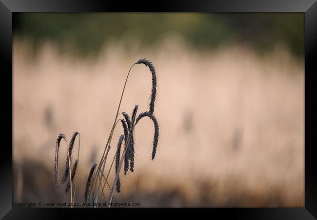 Wheat crop seed heads   Framed Print by Helen Reid