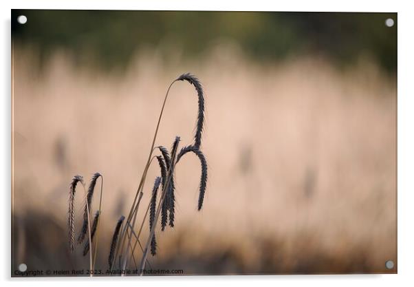 Wheat crop seed heads   Acrylic by Helen Reid