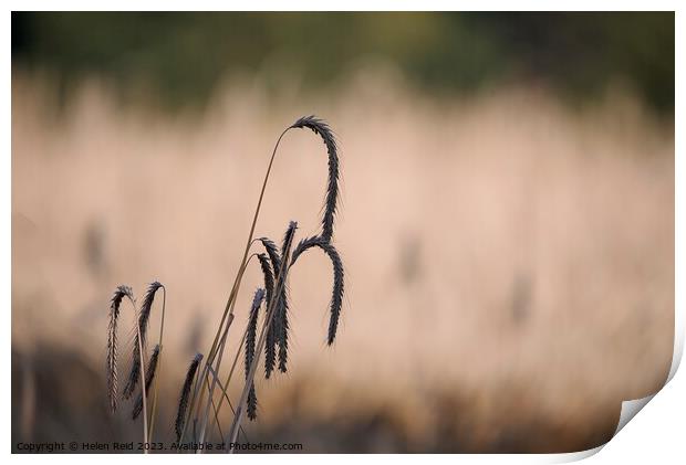 Wheat crop seed heads   Print by Helen Reid