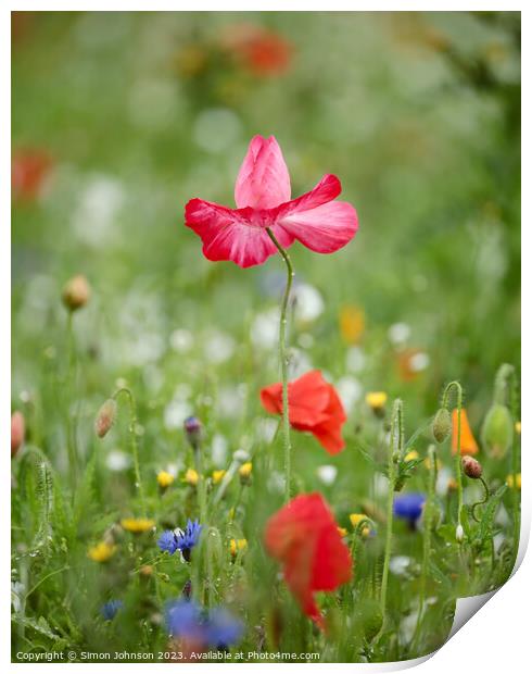 Pink Poppy flower Print by Simon Johnson