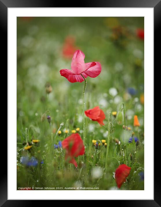 Pink Poppy flower Framed Mounted Print by Simon Johnson