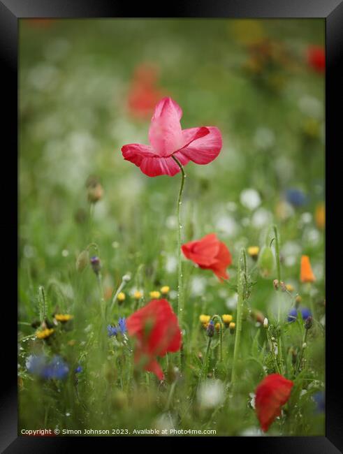 Pink Poppy flower Framed Print by Simon Johnson