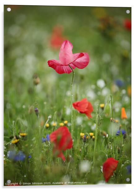 Pink Poppy flower Acrylic by Simon Johnson