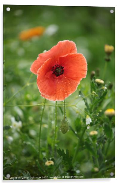 Poppy flower Acrylic by Simon Johnson