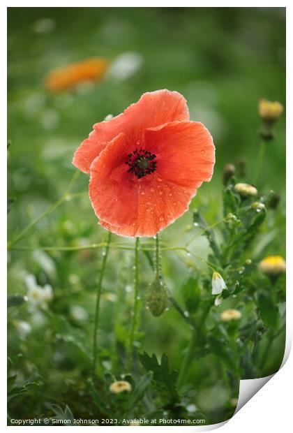 Poppy flower Print by Simon Johnson