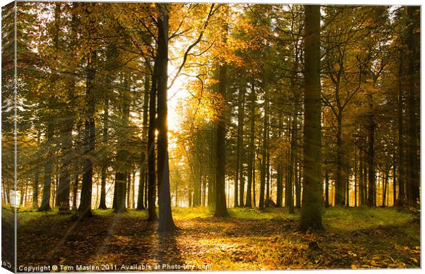 Autumnal Afternoon Canvas Print by Tom Maslen