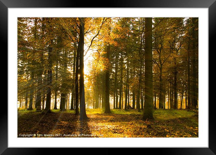 Autumnal Afternoon Framed Mounted Print by Tom Maslen