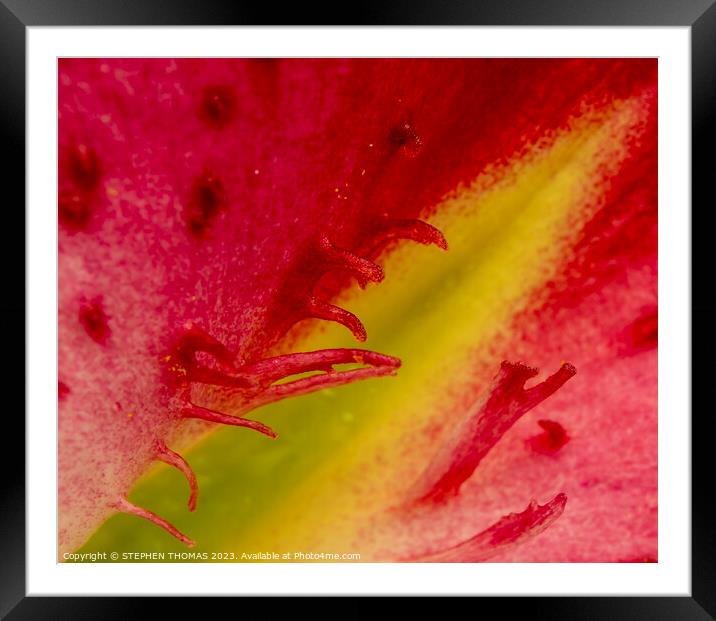 Dancing By The Flame Framed Mounted Print by STEPHEN THOMAS