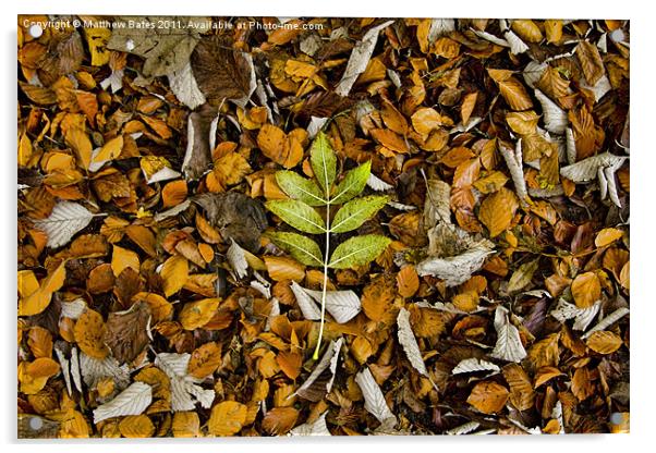 Autumn Leaves Acrylic by Matthew Bates