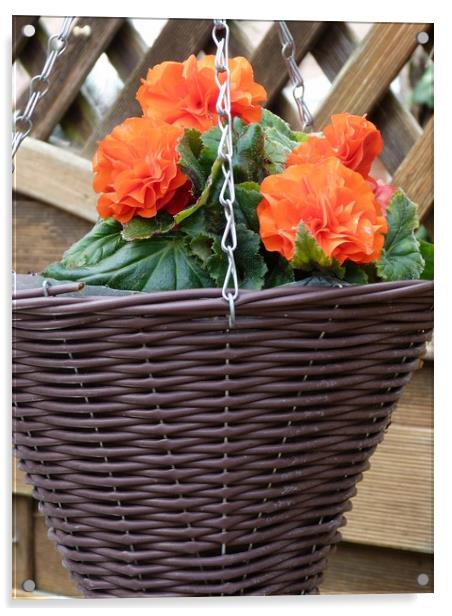 Beautiful Hanging Basket of Begonias Acrylic by Peter Hodgson