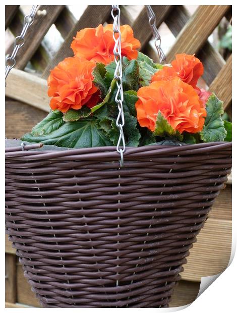 Beautiful Hanging Basket of Begonias Print by Peter Hodgson