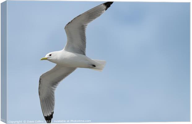 Black Legged Kittiwake  in flight, Alaska, USA Canvas Print by Dave Collins