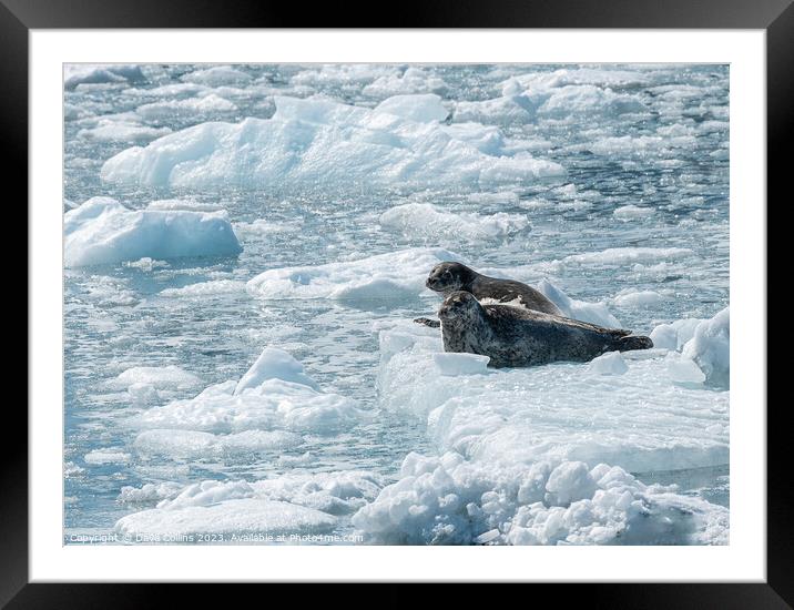 Two Harbour Seals on an ice flow in its natural environment, College Fjord, Alaska, USA Framed Mounted Print by Dave Collins