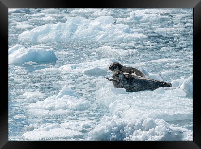 Two Harbour Seals on an ice flow in its natural environment, College Fjord, Alaska, USA Framed Print by Dave Collins