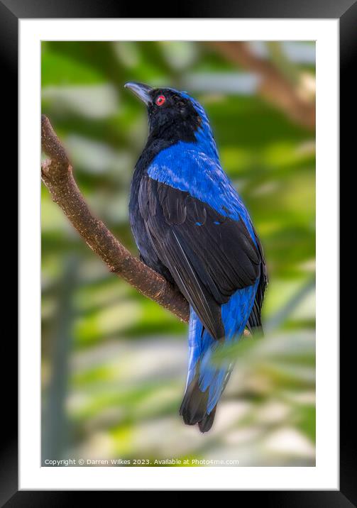 Asian fairy-bluebird - Irena puella Framed Mounted Print by Darren Wilkes