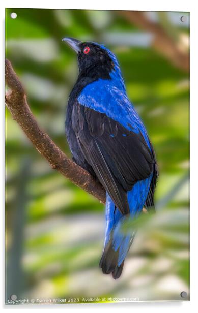 Asian fairy-bluebird - Irena puella Acrylic by Darren Wilkes