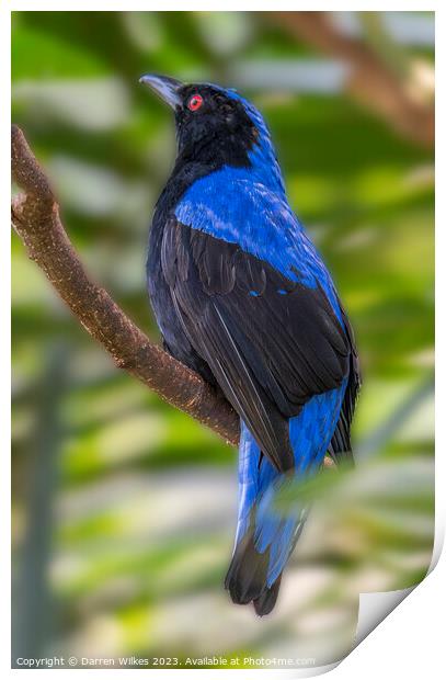 Asian fairy-bluebird - Irena puella Print by Darren Wilkes