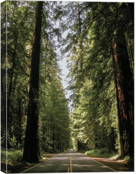 Avenue of the Giants  Canvas Print by Madeleine Deaton
