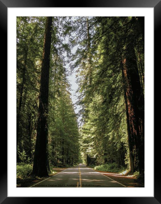 Avenue of the Giants  Framed Mounted Print by Madeleine Deaton