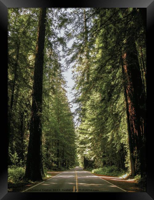 Avenue of the Giants  Framed Print by Madeleine Deaton