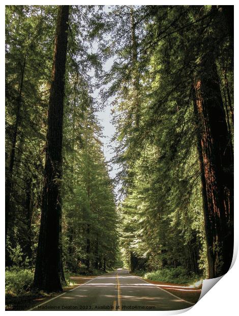 Avenue of the Giants  Print by Madeleine Deaton