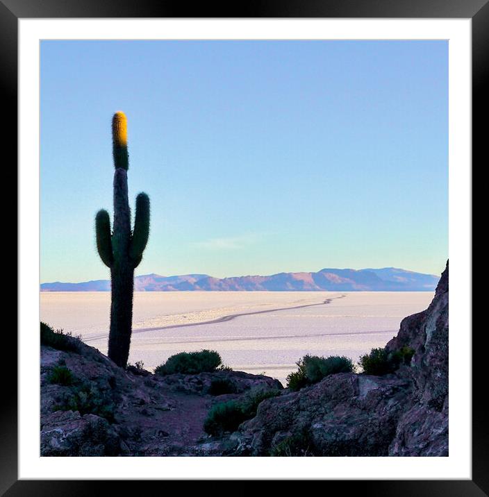 Cactus at Sunrise  Framed Mounted Print by Madeleine Deaton