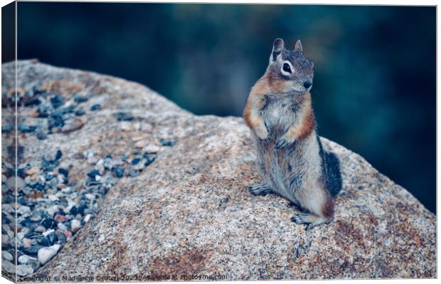 Ground Squirrel, Rocky Mountain National Park Canvas Print by Madeleine Deaton