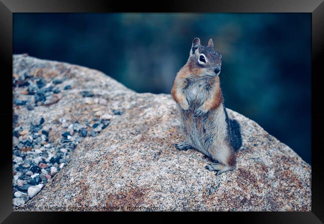 Ground Squirrel, Rocky Mountain National Park Framed Print by Madeleine Deaton