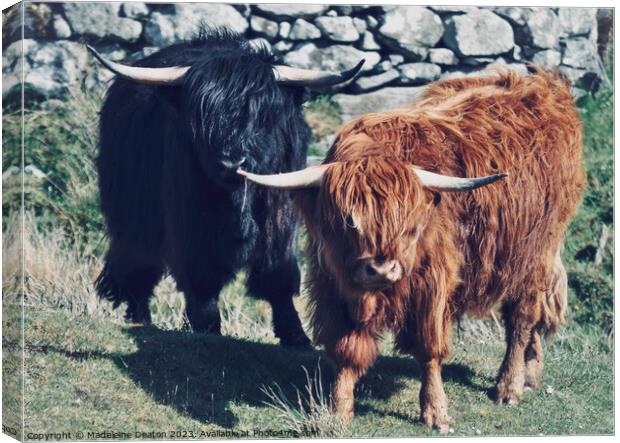 Highland Cows Canvas Print by Madeleine Deaton