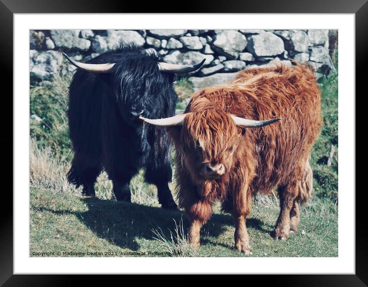 Highland Cows Framed Mounted Print by Madeleine Deaton