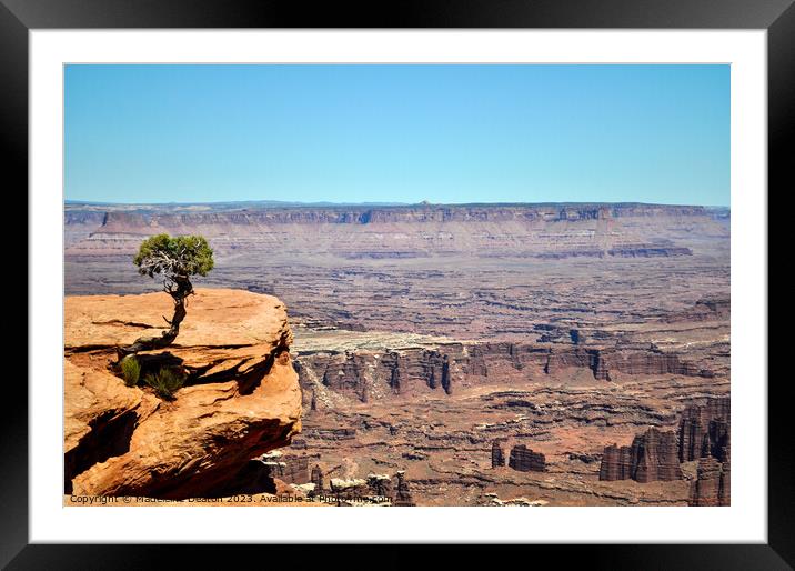 Solitary Juniper Tree Dead Horse Point State Park  Framed Mounted Print by Madeleine Deaton