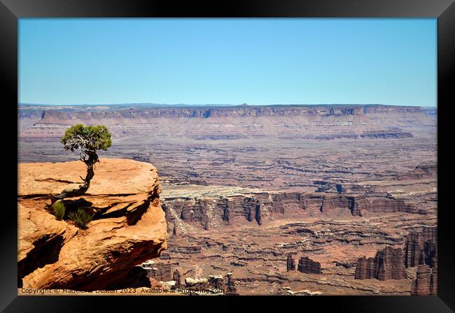 Solitary Juniper Tree Dead Horse Point State Park  Framed Print by Madeleine Deaton