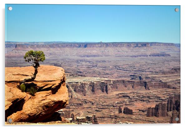 Solitary Juniper Tree Dead Horse Point State Park  Acrylic by Madeleine Deaton