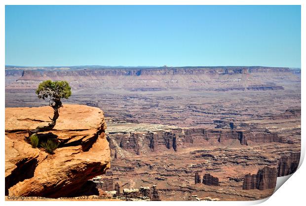 Solitary Juniper Tree Dead Horse Point State Park  Print by Madeleine Deaton