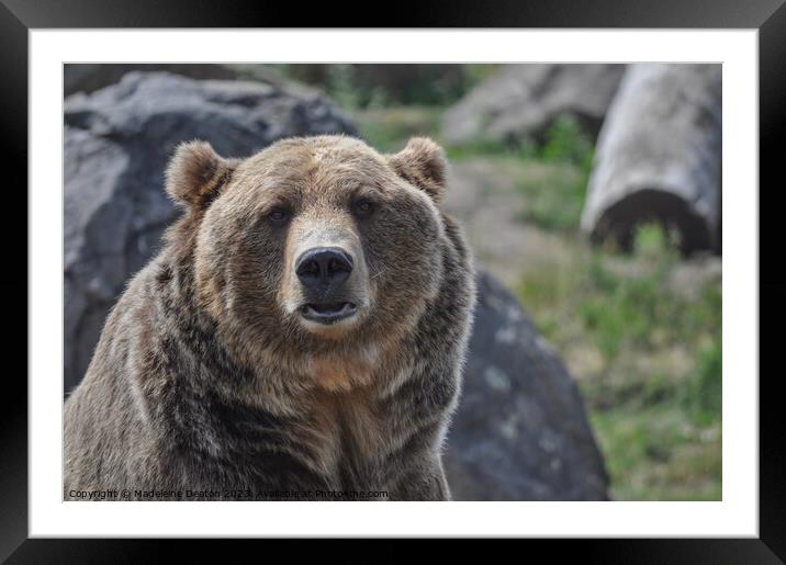 Grizzly Bear Portrait Framed Mounted Print by Madeleine Deaton
