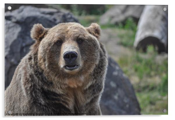 Grizzly Bear Portrait Acrylic by Madeleine Deaton