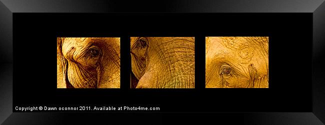 Elephants Eyes Framed Print by Dawn O'Connor