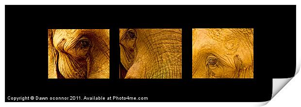Elephants Eyes Print by Dawn O'Connor