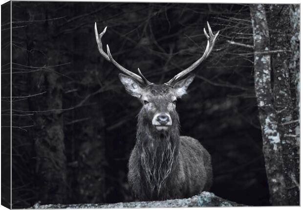 Highland Stag black and white  Canvas Print by Anthony McGeever