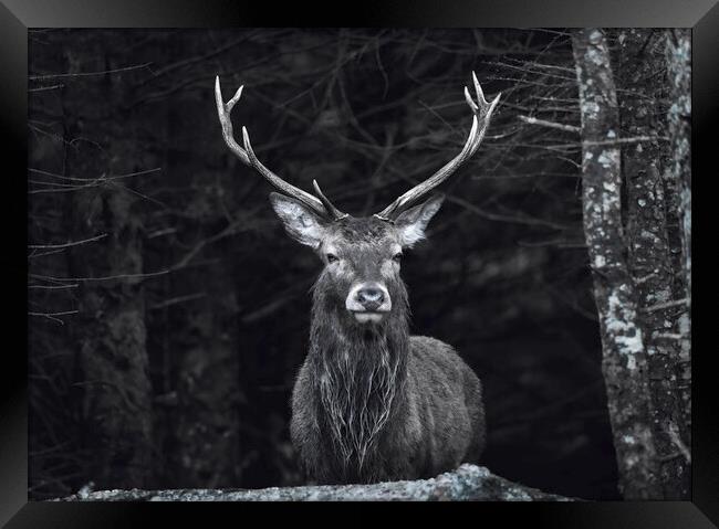 Highland Stag black and white  Framed Print by Anthony McGeever
