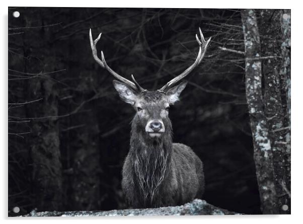 Highland Stag black and white  Acrylic by Anthony McGeever