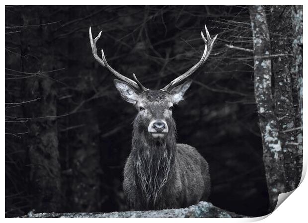 Highland Stag black and white  Print by Anthony McGeever